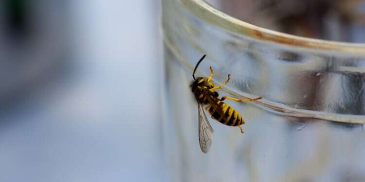 Don't drink and fly: Drunk German wasps threaten Britain