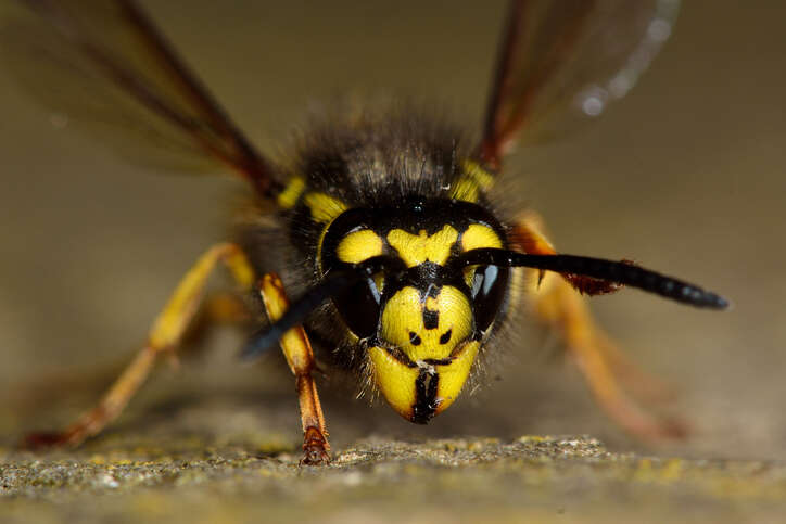 The worker wasp, Vespula germanica, can be identified by its size and three black spots on its face (Getty Images/Ian Redding)