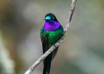 Iridescent bird feather showing shimmering colors, from a study on bird coloration evolution