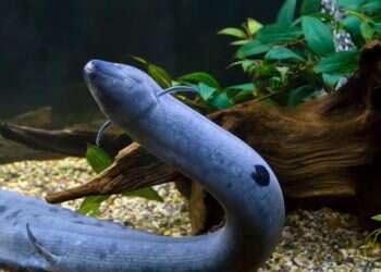 Lungfish