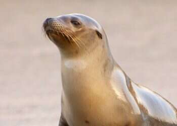 Sea Lion