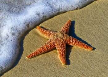 Starfish