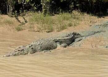 Zookeeper attacked by crocodile at Jerusalem Biblical Zoo