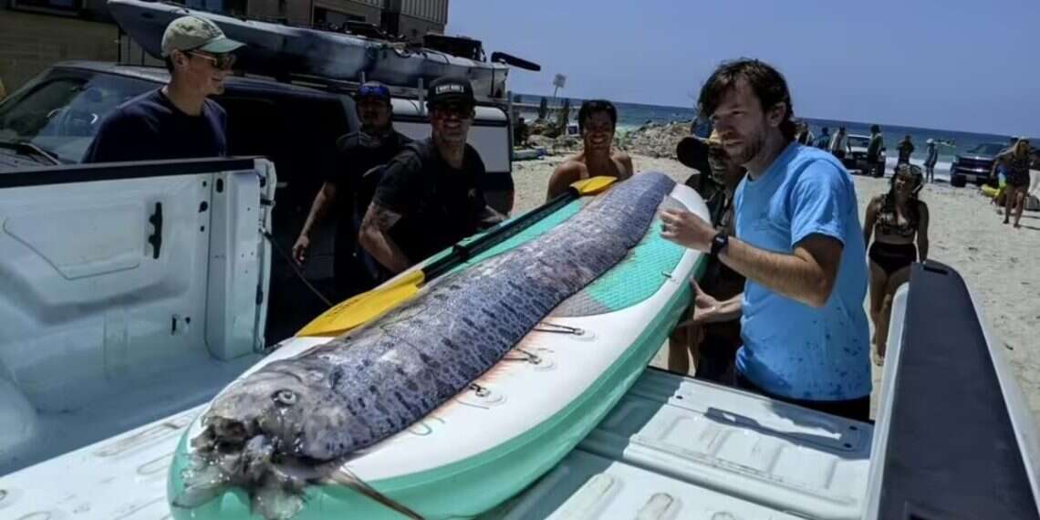 Rare Deep-sea ‘doomsday’ Oarfish Found In California – Www.israelhayom.com