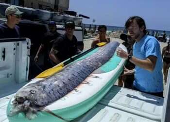 long oarfish