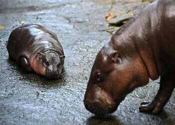 Pink-cheeked baby hippo breaks internet