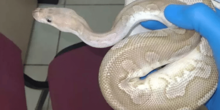 Cold-blooded crime: Authorities shocked by airport reptilian discovery