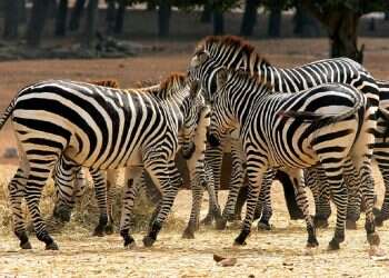 Safari welcomes new arrivals: 2 adorable zebra foals join the herd