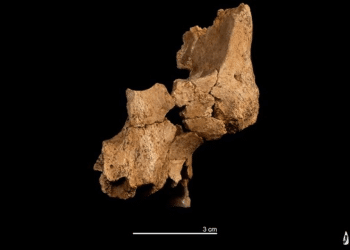 Oldest human facial remains in western Europe discovered in Spain