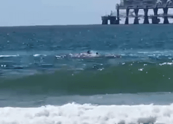 Shark attack in Hadera, search underway for missing swimmer